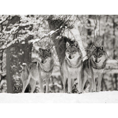 Wolves in the snow, Germany (BW) Gold Ornate Wood Framed Art Print with Double Matting by Anonymous