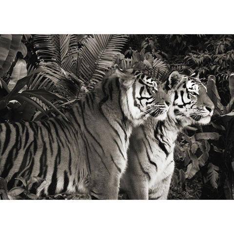 Two Bengal Tigers (BW) Black Modern Wood Framed Art Print by Pangea Images