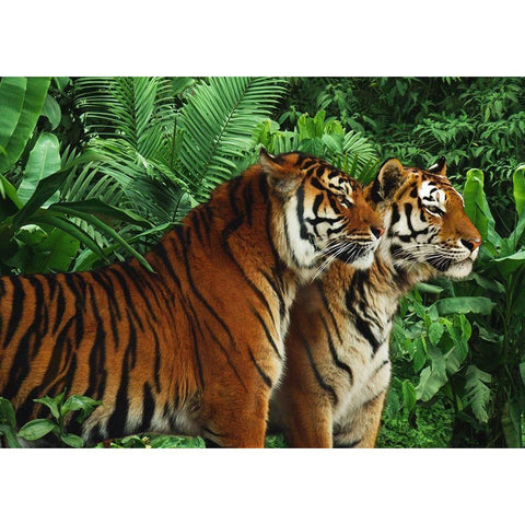 Two Bengal Tigers White Modern Wood Framed Art Print by Pangea Images
