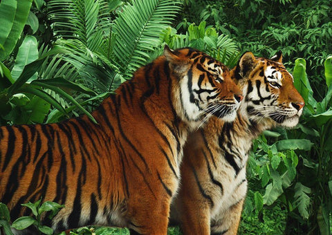 Two Bengal Tigers White Modern Wood Framed Art Print with Double Matting by Pangea Images