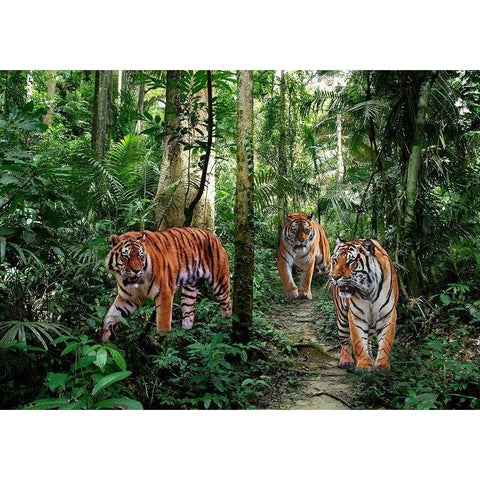 Bengal Tigers Black Modern Wood Framed Art Print with Double Matting by Pangea Images