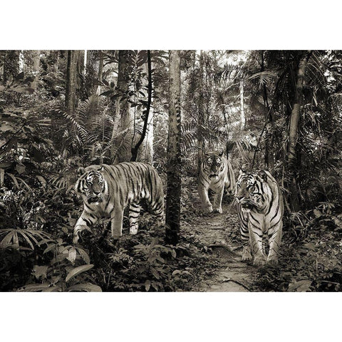 Bengal Tigers (BW) Gold Ornate Wood Framed Art Print with Double Matting by Pangea Images