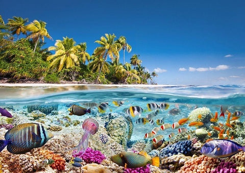 Underwater life White Modern Wood Framed Art Print with Double Matting by Pangea Images