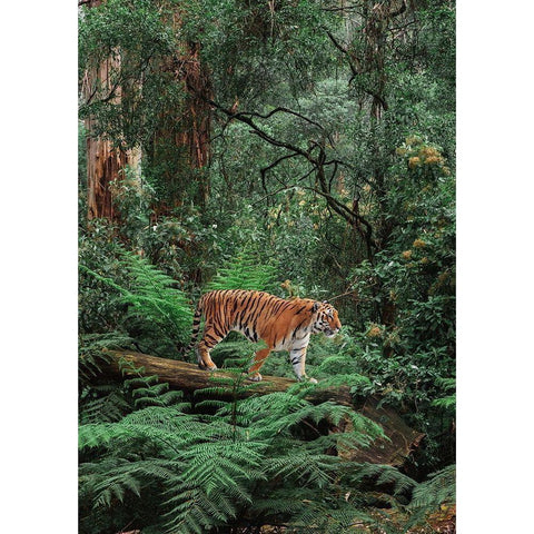 In the Jungle White Modern Wood Framed Art Print by Pangea Images