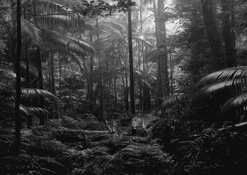 In the Jungle White Modern Wood Framed Art Print with Double Matting by Pangea Images