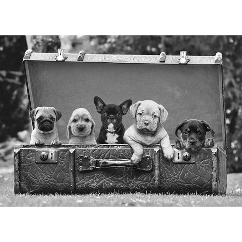 Dog Pups in a Suitcase (detail) Black Modern Wood Framed Art Print with Double Matting by Pangea Images