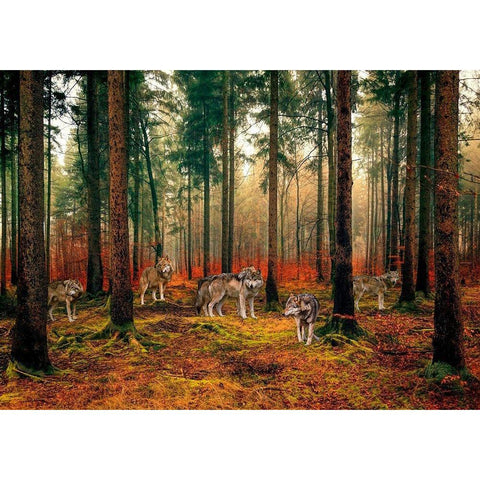 Pack of Wolves in the Woods Black Modern Wood Framed Art Print by Pangea Images