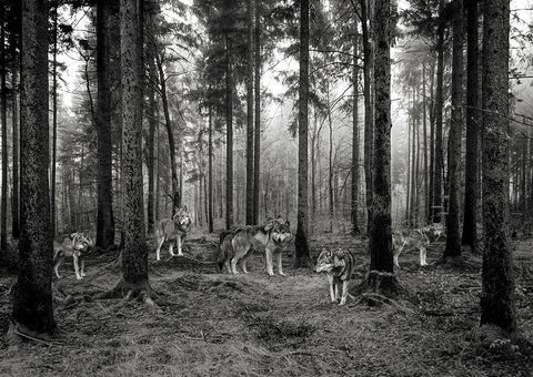 Pack of Wolves in the Woods (BW) White Modern Wood Framed Art Print with Double Matting by Pangea Images