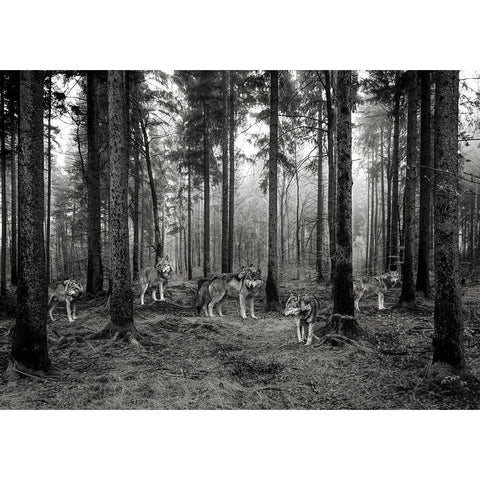 Pack of Wolves in the Woods (BW) White Modern Wood Framed Art Print by Pangea Images
