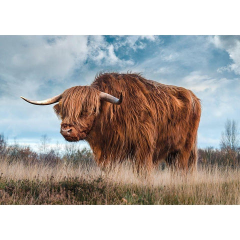 Scottish Highland Bull Black Modern Wood Framed Art Print with Double Matting by Pangea Images
