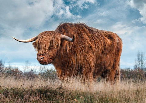 Scottish Highland Bull White Modern Wood Framed Art Print with Double Matting by Pangea Images
