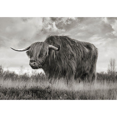 Scottish Highland Bull (BW) Black Modern Wood Framed Art Print with Double Matting by Pangea Images