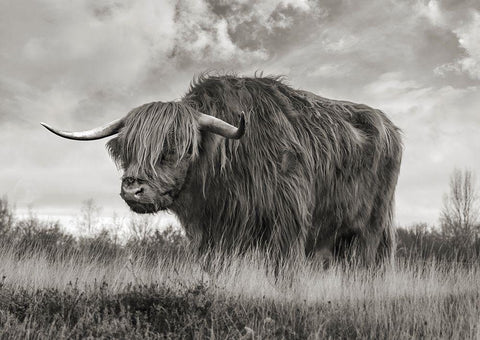 Scottish Highland Bull (BW) Black Ornate Wood Framed Art Print with Double Matting by Pangea Images