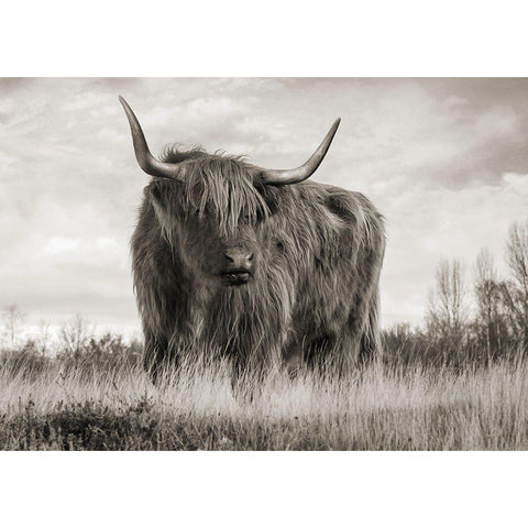 Scottish Highland Cattle (BW) Black Modern Wood Framed Art Print with Double Matting by Pangea Images