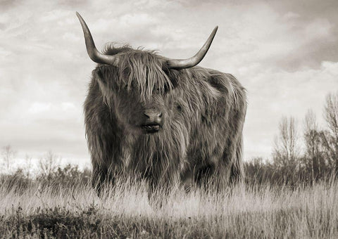 Scottish Highland Cattle (BW) White Modern Wood Framed Art Print with Double Matting by Pangea Images