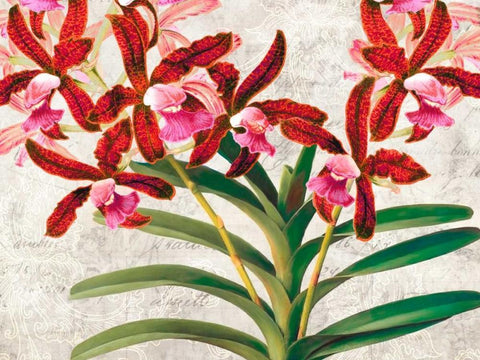 Botanique Moderne I White Modern Wood Framed Art Print with Double Matting by Dellal, Remy