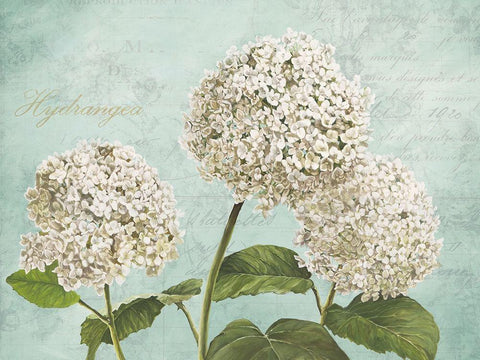 Hydrangeas I (Aqua) Black Ornate Wood Framed Art Print with Double Matting by Remy, Dellal