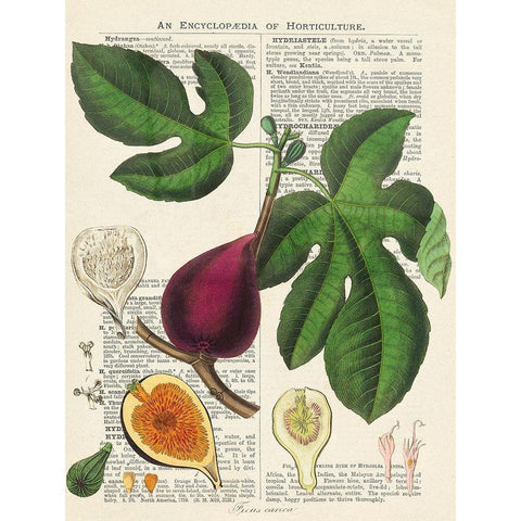 Fruits de saison, Figues Black Modern Wood Framed Art Print with Double Matting by Dellal, Remy