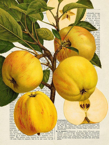 Fruits de saison, Pommes White Modern Wood Framed Art Print with Double Matting by Dellal, Remy