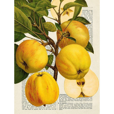Fruits de saison, Pommes Gold Ornate Wood Framed Art Print with Double Matting by Dellal, Remy