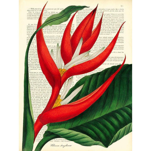 Vintage Botany I Black Modern Wood Framed Art Print with Double Matting by Dellal, Remy