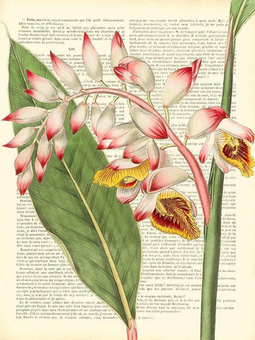Vintage Botany II White Modern Wood Framed Art Print with Double Matting by Dellal, Remy