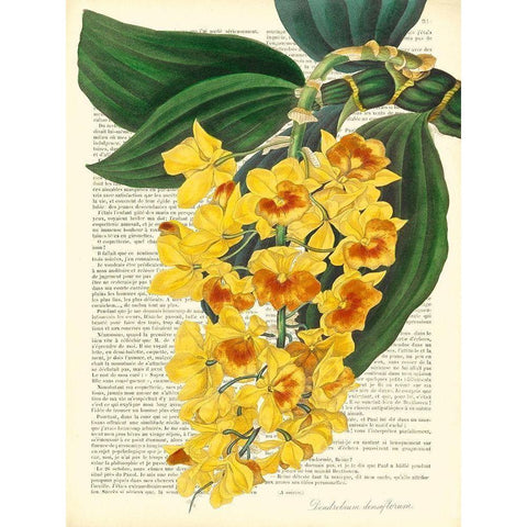 Vintage Botany III White Modern Wood Framed Art Print by Dellal, Remy