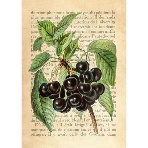 Cherries- After J. Wright White Modern Wood Framed Art Print by Dellal, Remy