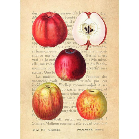 Apple- After Redoute White Modern Wood Framed Art Print by Dellal, Remy