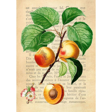 Apricot- After Redoute Gold Ornate Wood Framed Art Print with Double Matting by Dellal, Remy