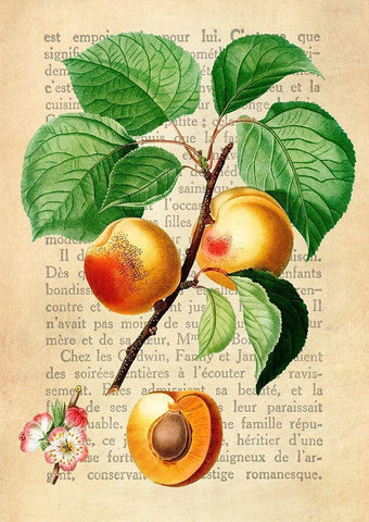 Apricot- After Redoute Black Ornate Wood Framed Art Print with Double Matting by Dellal, Remy