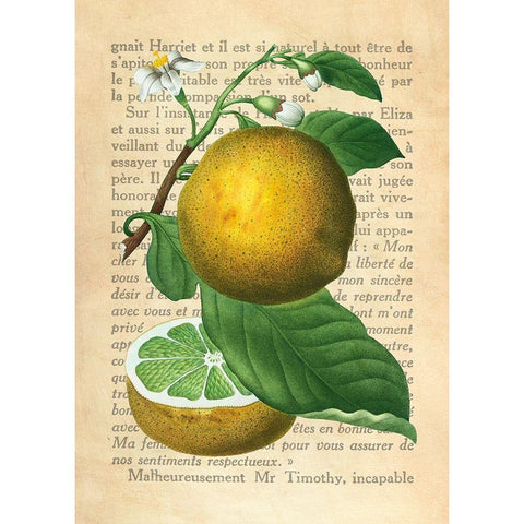 Grapefruit- After Redoute Black Modern Wood Framed Art Print with Double Matting by Dellal, Remy