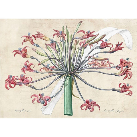 Josephines lily- After Redoute White Modern Wood Framed Art Print by Dellal, Remy