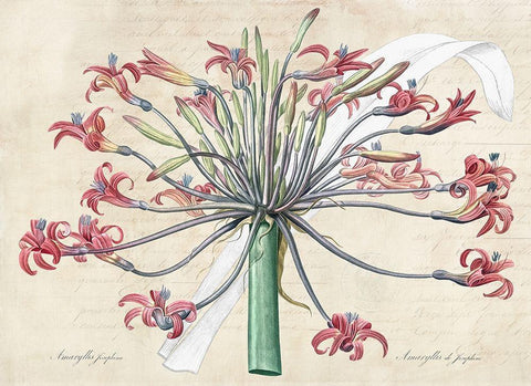 Josephines lily- After Redoute Black Ornate Wood Framed Art Print with Double Matting by Dellal, Remy