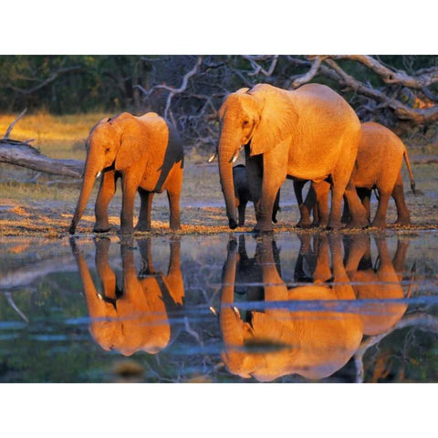African elephants, Okavango, Botswana Black Modern Wood Framed Art Print by Krahmer, Frank