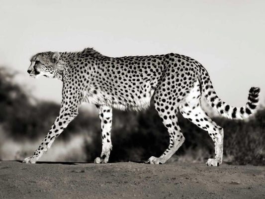 Image Only