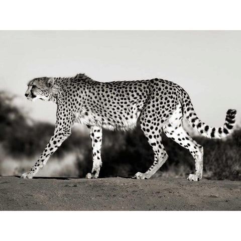 Cheetah, Namibia, Africa Black Modern Wood Framed Art Print by Krahmer, Frank