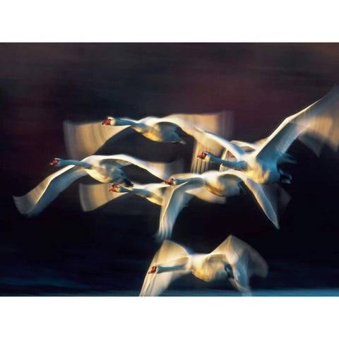 Mute swan, Munich, Germany Black Modern Wood Framed Art Print with Double Matting by Krahmer, Frank