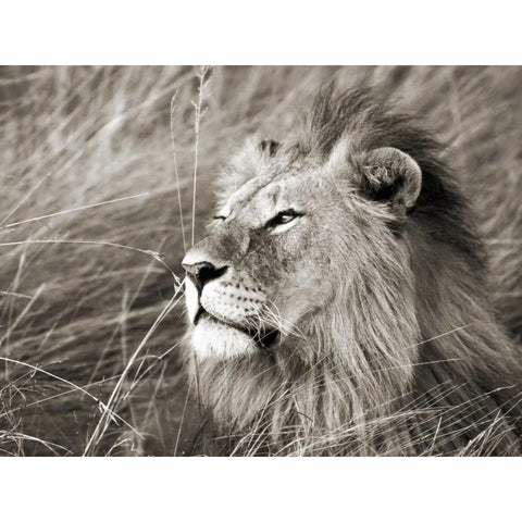African lion, Masai Mara, Kenya Black Modern Wood Framed Art Print by Krahmer, Frank