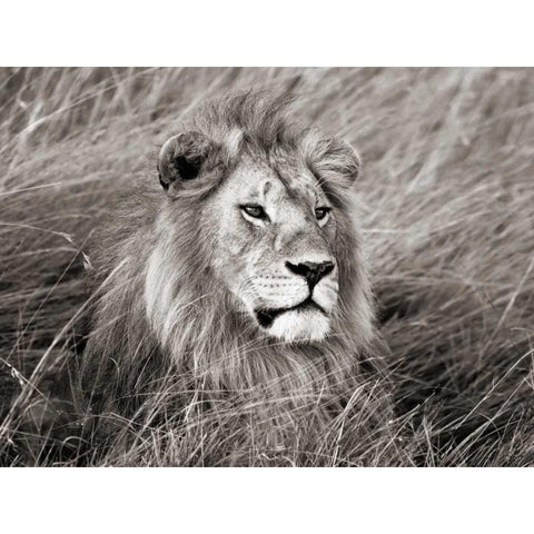 African lion, Masai Mara, Kenya Black Modern Wood Framed Art Print by Krahmer, Frank