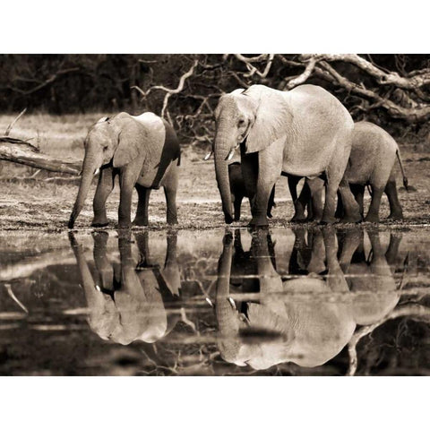 African elephants, Okavango, Botswana Black Modern Wood Framed Art Print with Double Matting by Krahmer, Frank