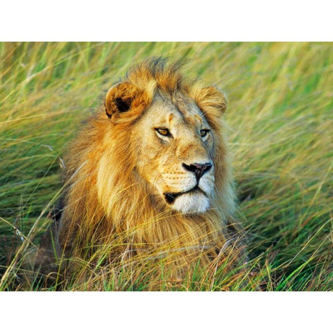 African lion, Masai Mara, Kenya Gold Ornate Wood Framed Art Print with Double Matting by Krahmer, Frank