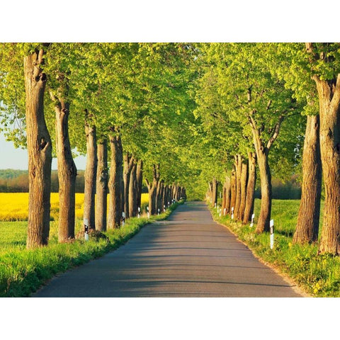 Lime tree alley, Mecklenburg Lake District, Germany White Modern Wood Framed Art Print by Krahmer, Frank