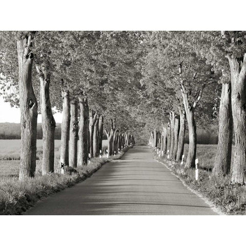 Lime tree alley, Mecklenburg Lake District, Germany White Modern Wood Framed Art Print by Krahmer, Frank