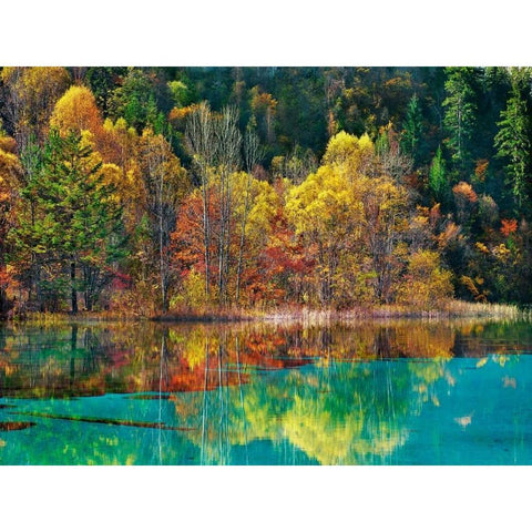 Forest in autumn colours, Sichuan, China Black Modern Wood Framed Art Print with Double Matting by Krahmer, Frank