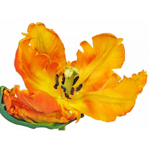 Parrot tulip close-up White Modern Wood Framed Art Print by Krahmer, Frank