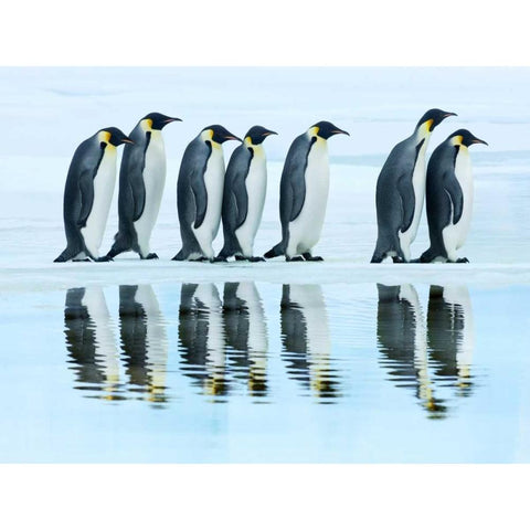 Emperor penguin group, Antarctica Black Modern Wood Framed Art Print with Double Matting by Krahmer, Frank