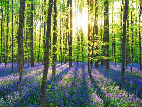 Beech forest with bluebells, Belgium White Modern Wood Framed Art Print with Double Matting by Krahmer, Frank