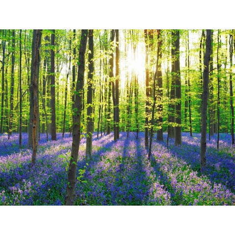 Beech forest with bluebells, Belgium Black Modern Wood Framed Art Print with Double Matting by Krahmer, Frank