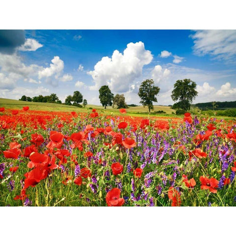 Poppies and vicias in meadow, Mecklenburg Lake District, Germany Black Modern Wood Framed Art Print by Krahmer, Frank